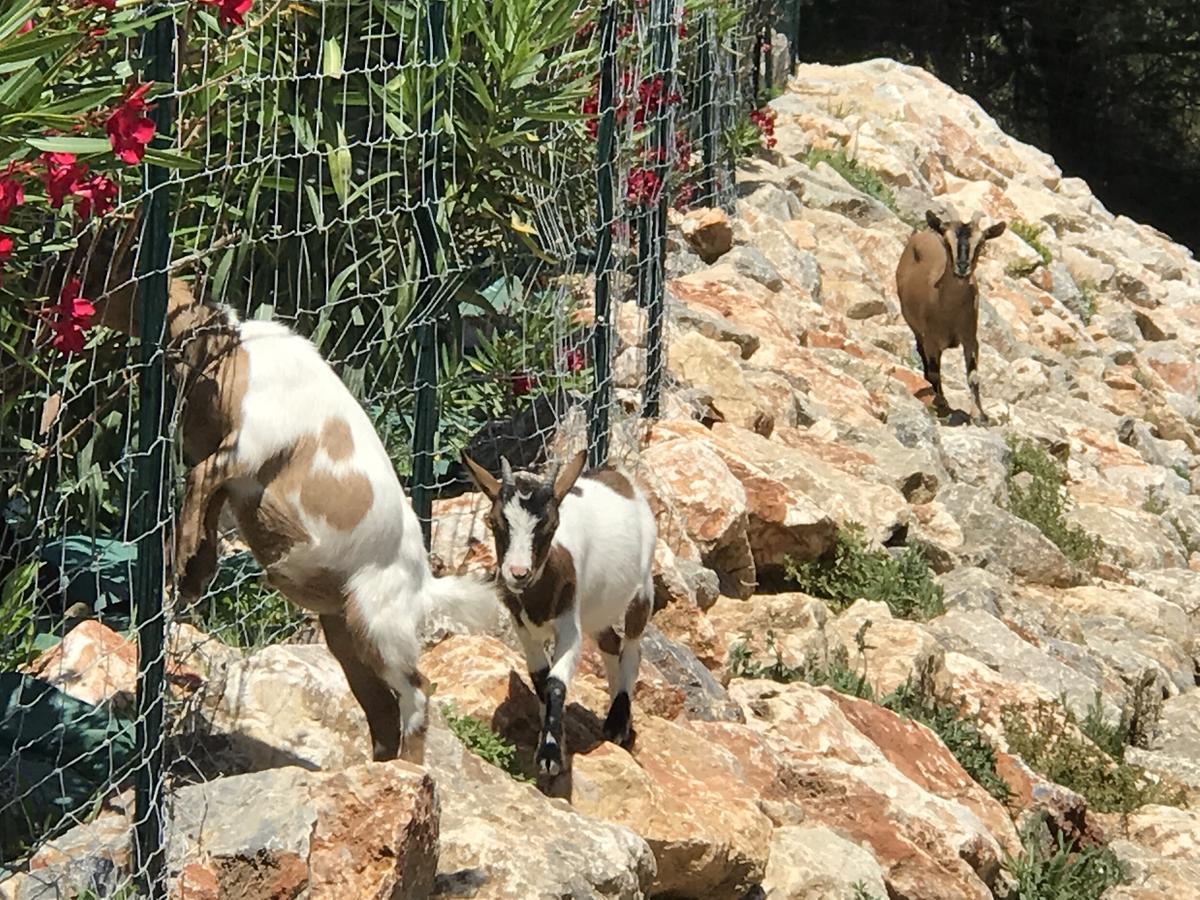 Escapades Lointaines Panzió Perpignan Kültér fotó